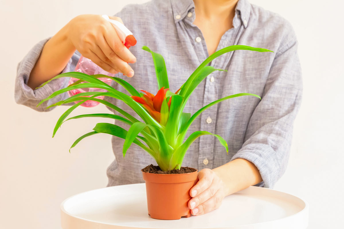 Guzmania pianta tropicale che purifica l'aria