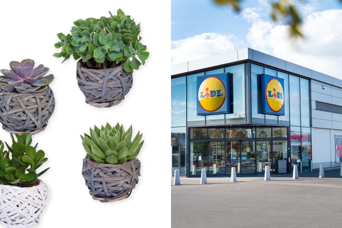 Piante della settimana LIDL disponibili dal 12 agosto