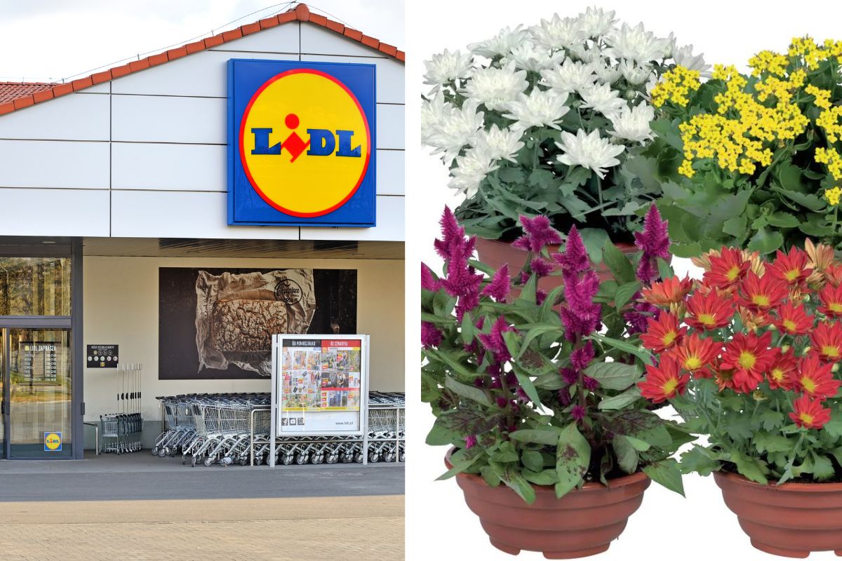 Piante della settimana Lidl