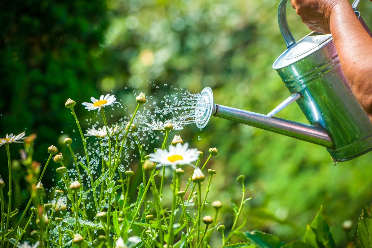 Acqua di cottura delle verdure per irrigare le piante