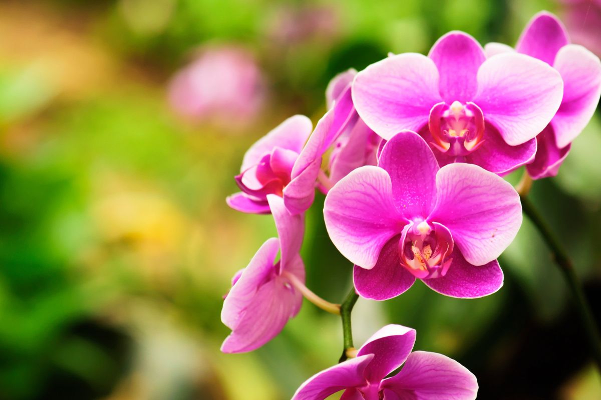 Consigli per rivitalizzare le orchidee sfiorite