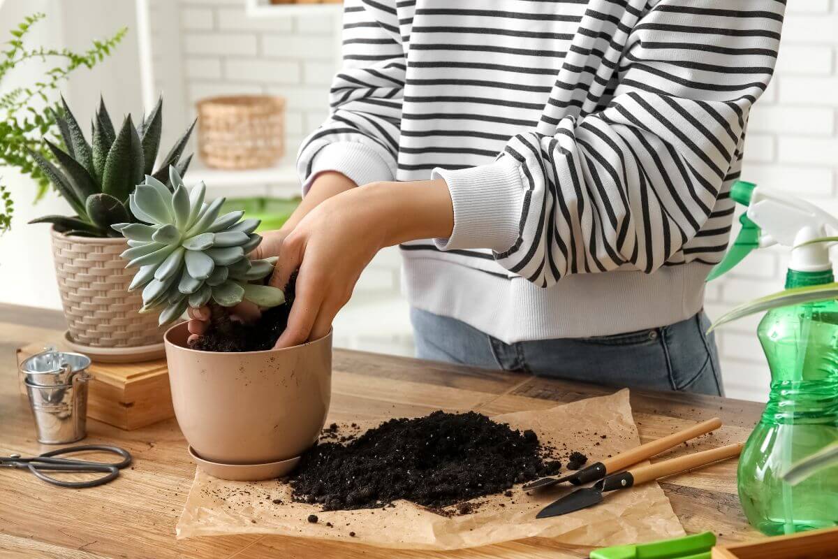 Il terreno giusto per cactus e piante grasse