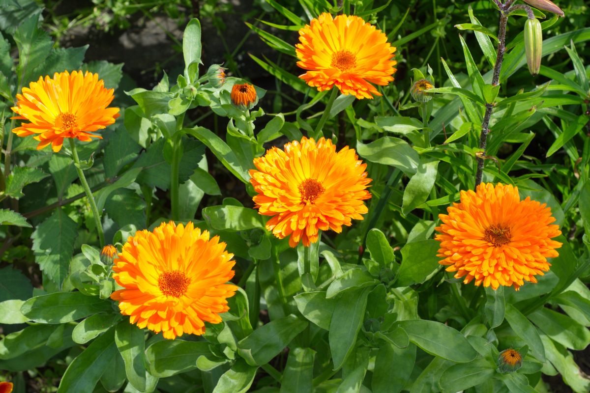 Le migliori piante per un balcone fiorito a settembre