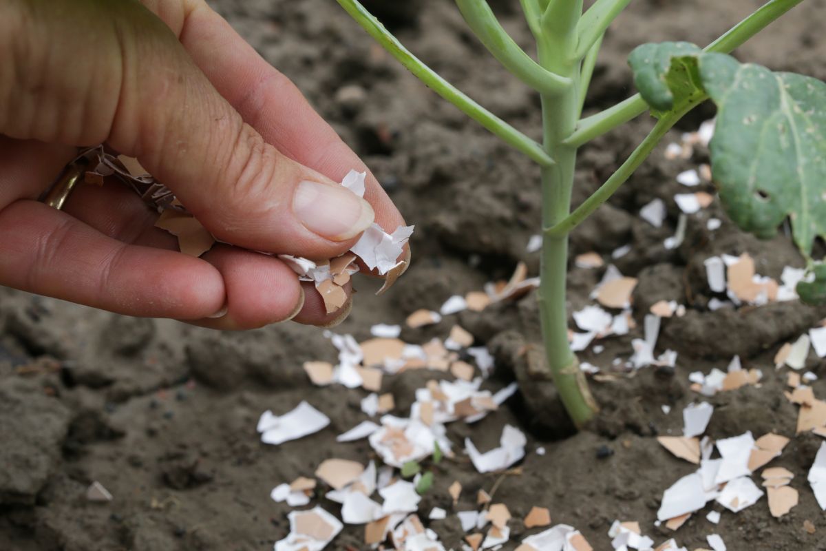 I migliori fertilizzanti naturali