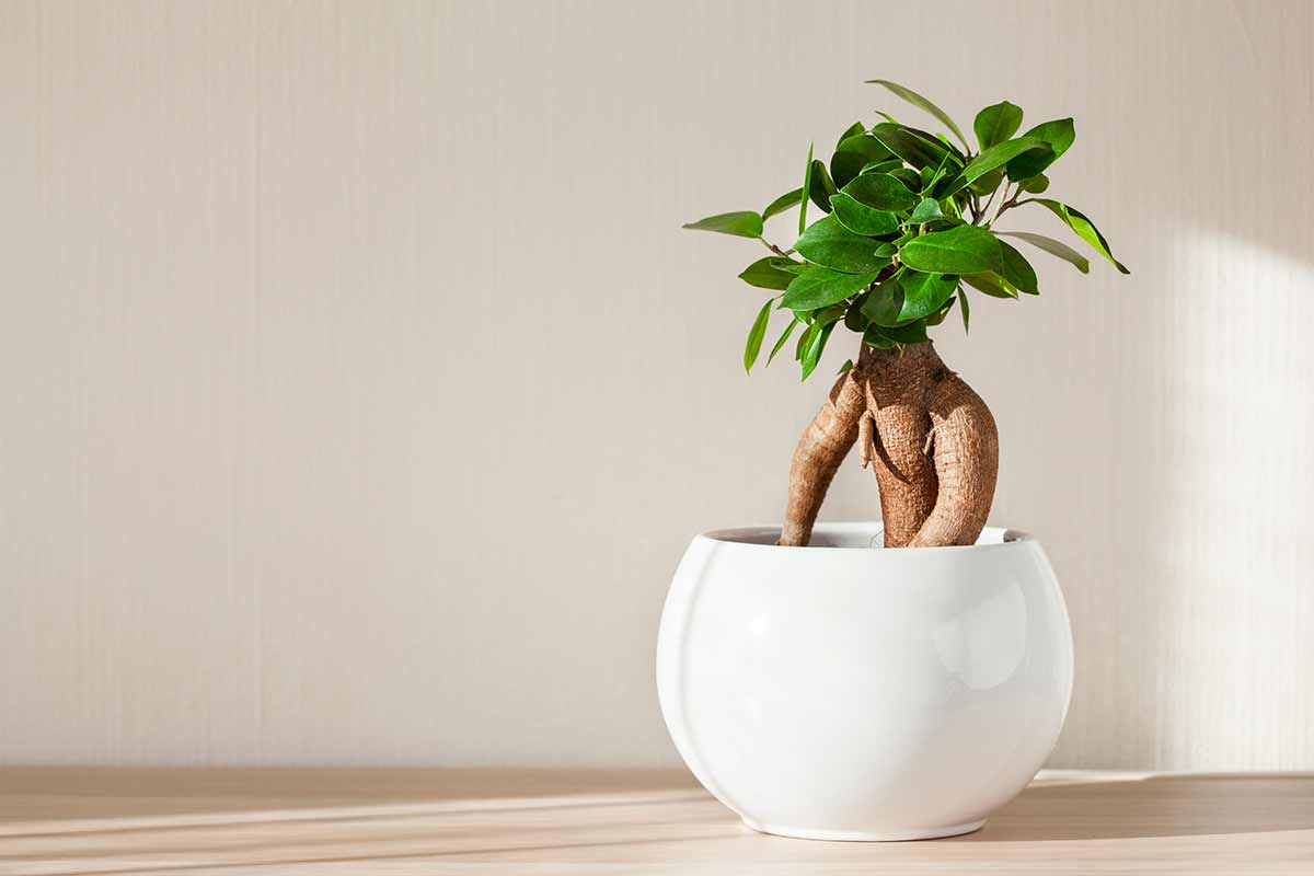 Ficus microcarpa