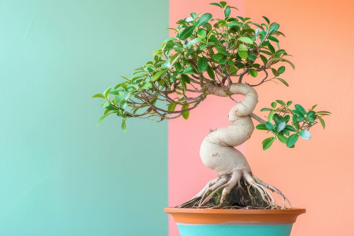 Come rinvasare il tuo ficus bonsai