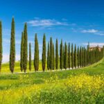 Coltivare i cipressi in giardino