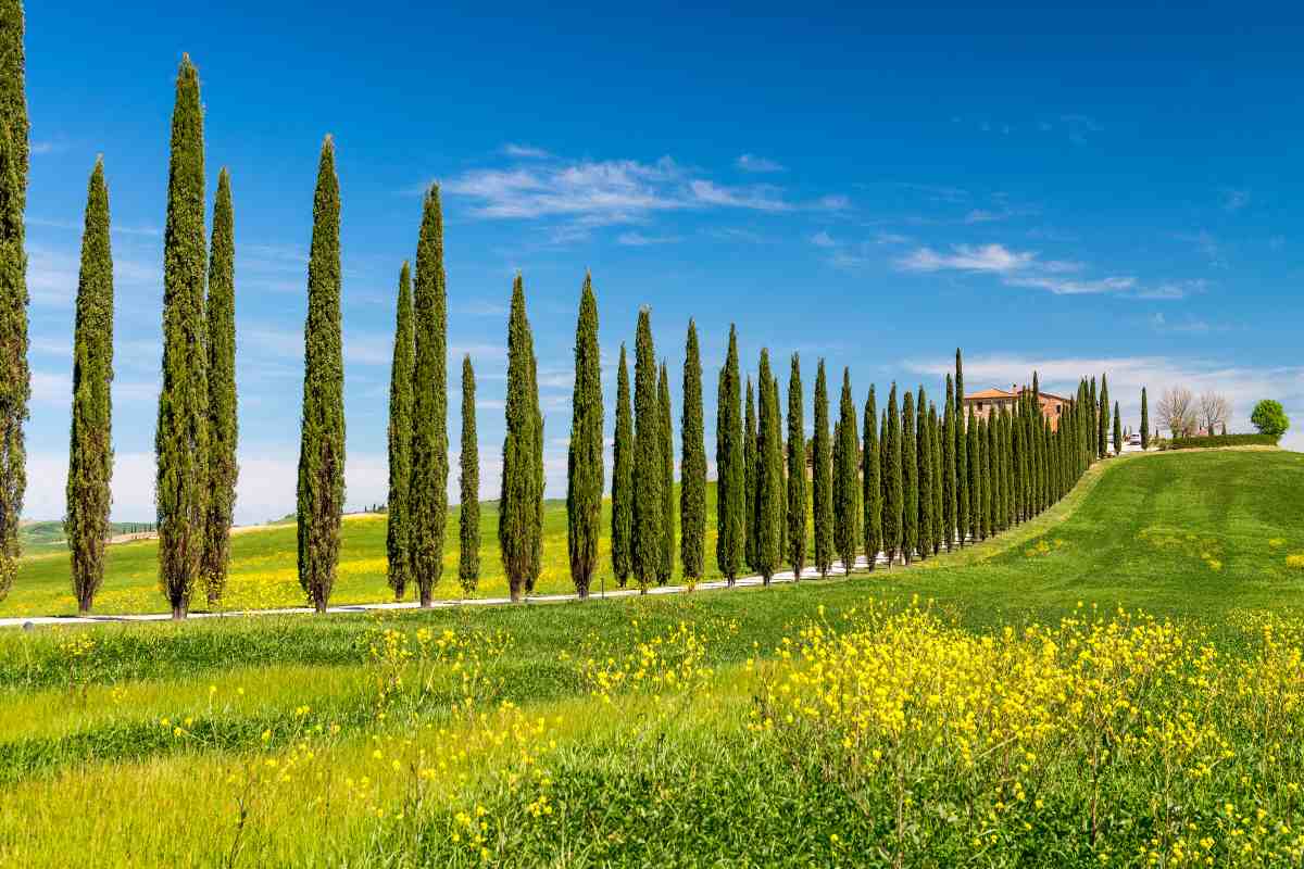 Coltivare i cipressi in giardino