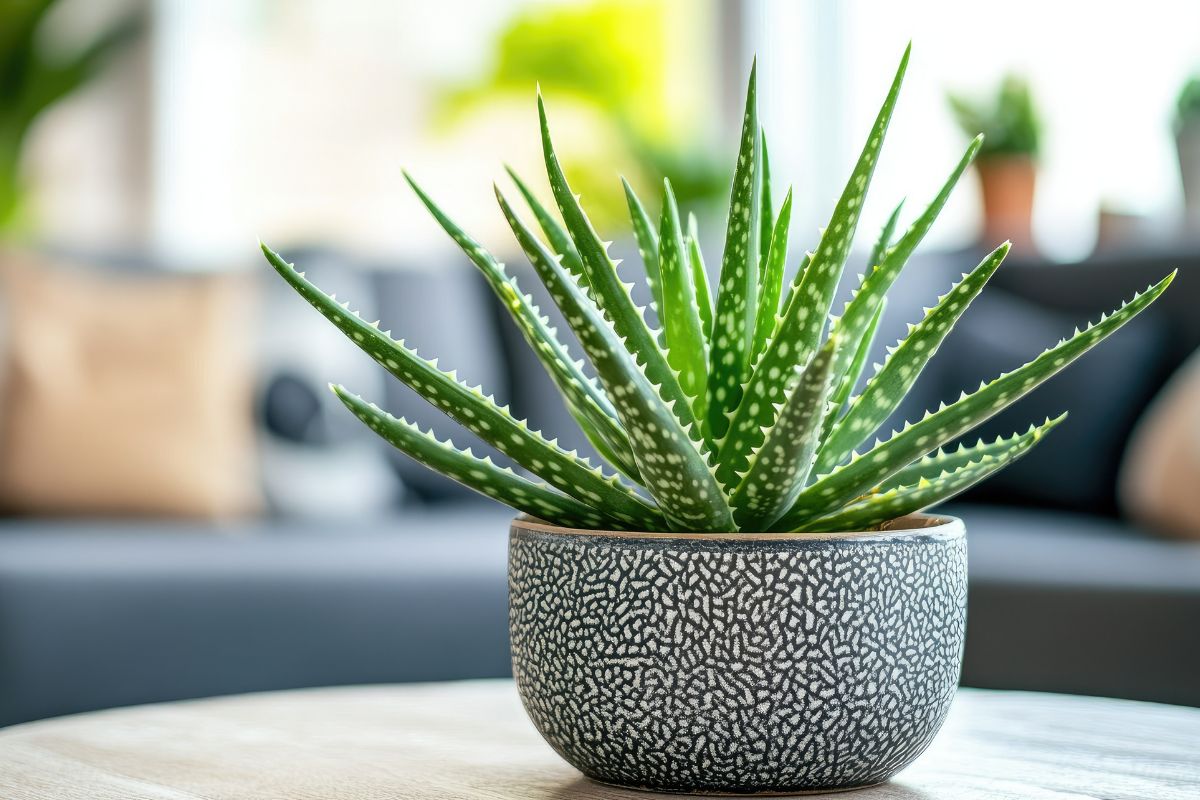 Aloe vera in vaso in salotto