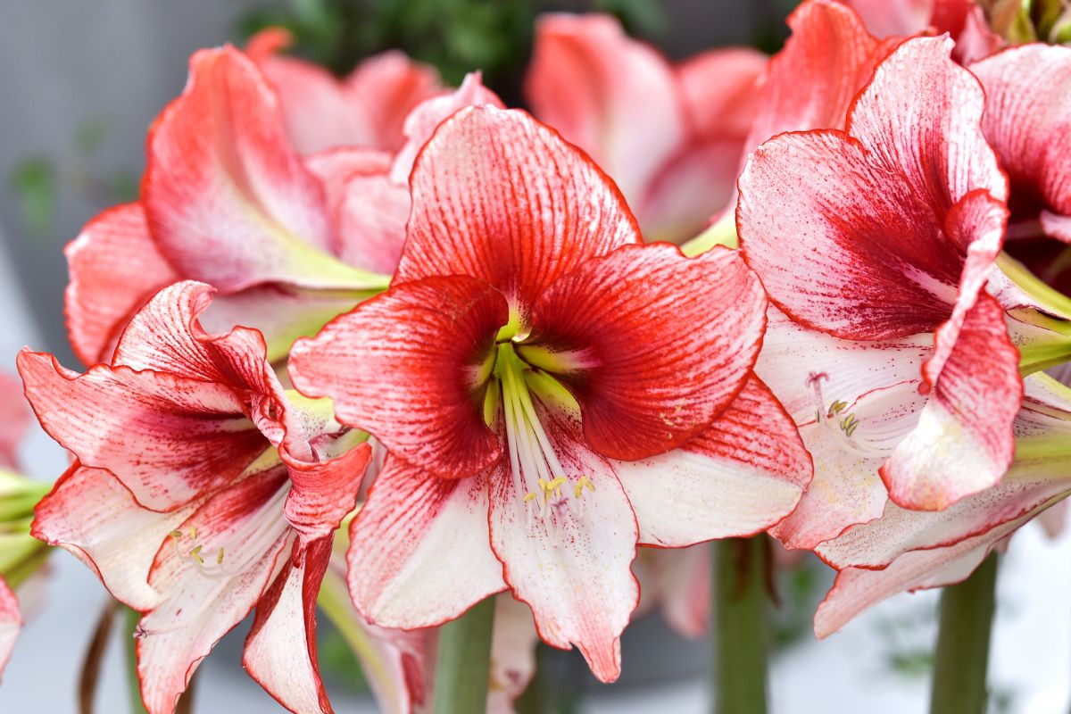 piante tropicali perfette per l'inverno