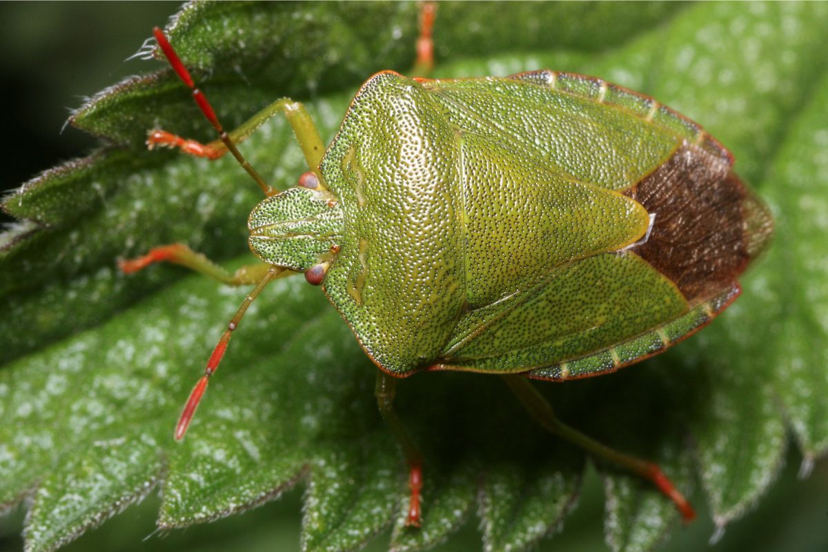 Allontanare Cimici verdi metodi naturali