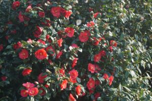 Concimare le Camelie in vaso o giardino