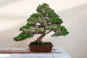 piantare un bonsai