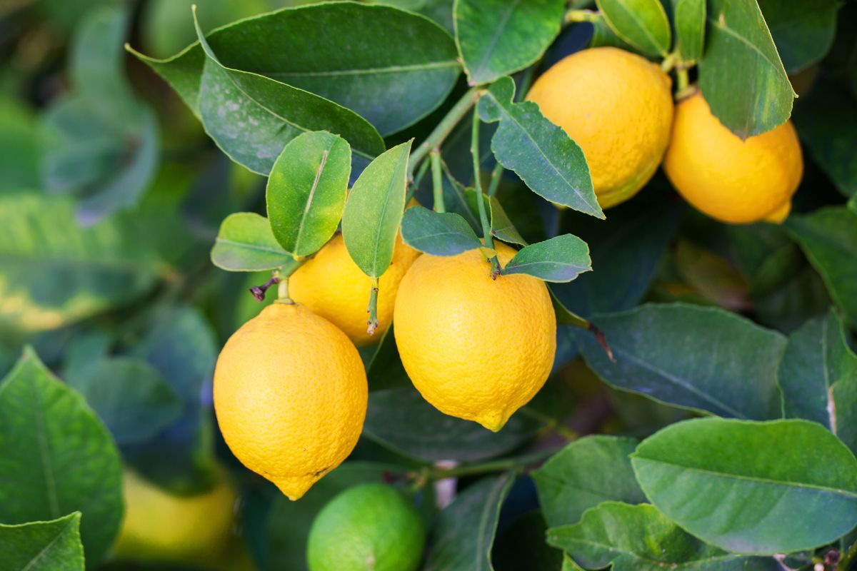 Proteggi il limone dal freddo invernale