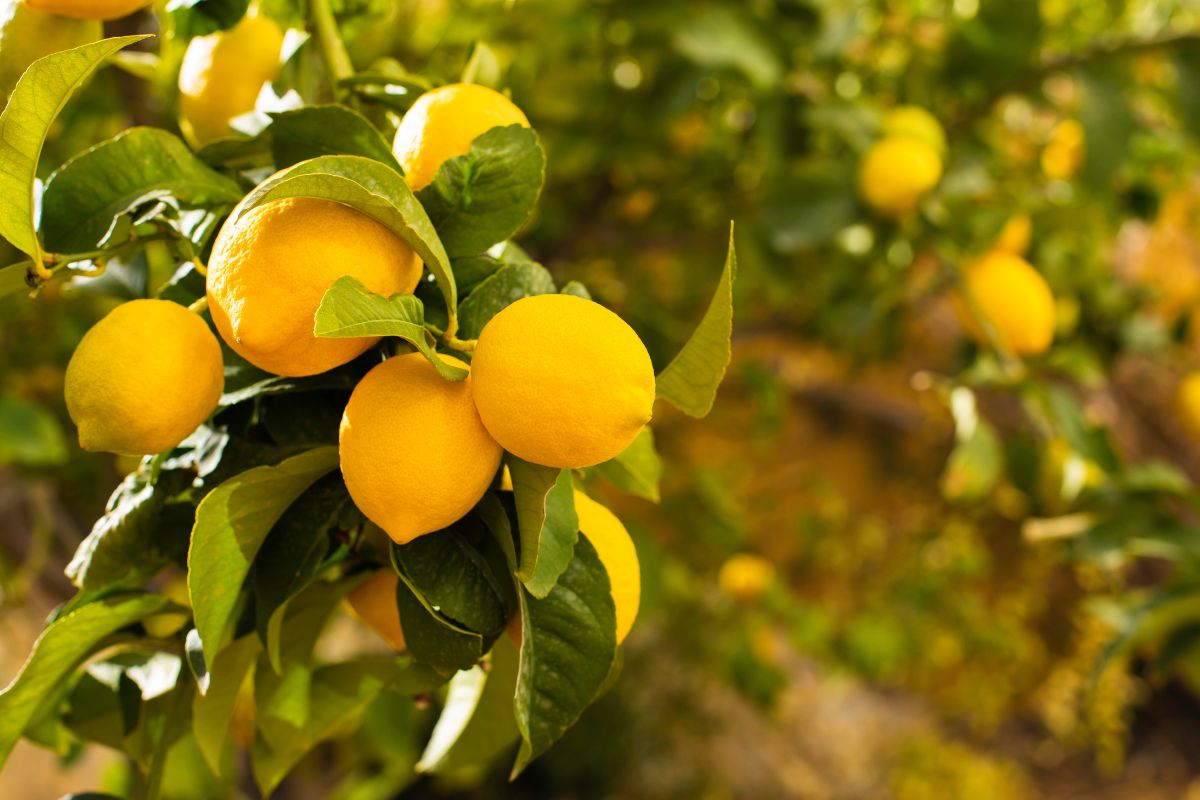 Nutrire il limone per raccolti a dicembre