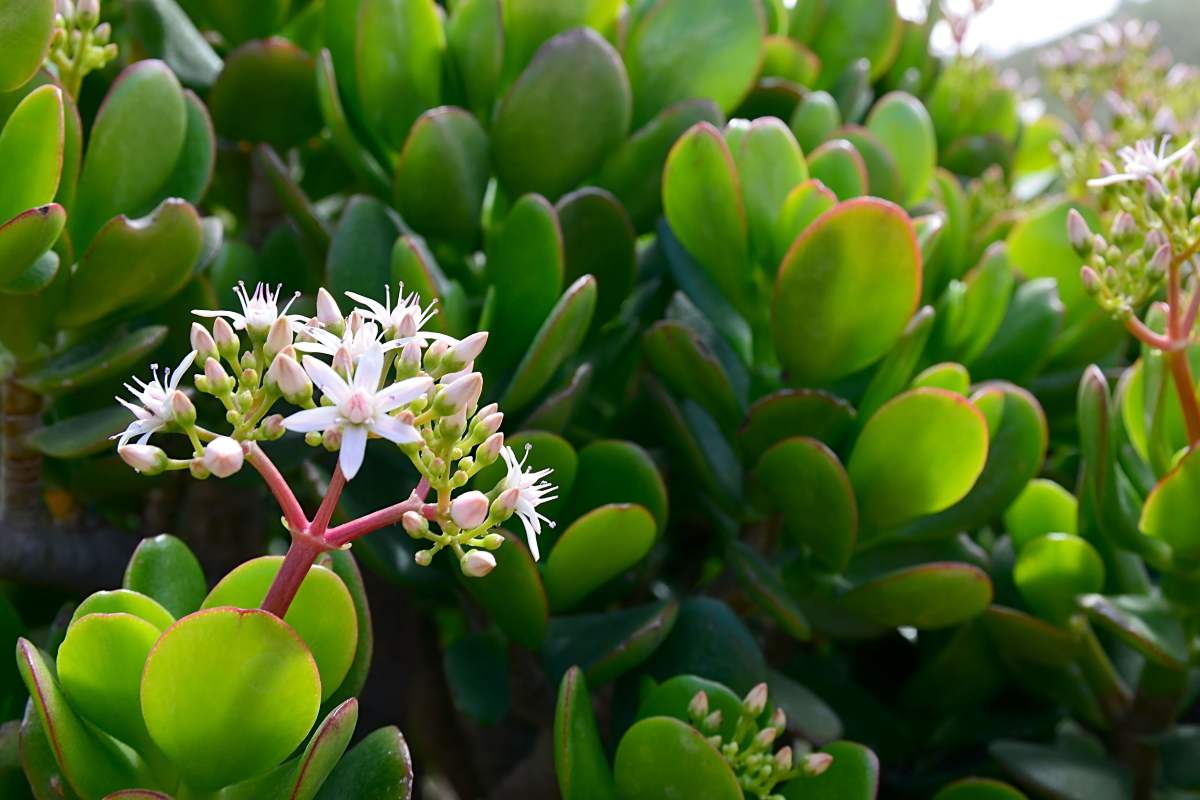 Crassula ovata foglie gialle