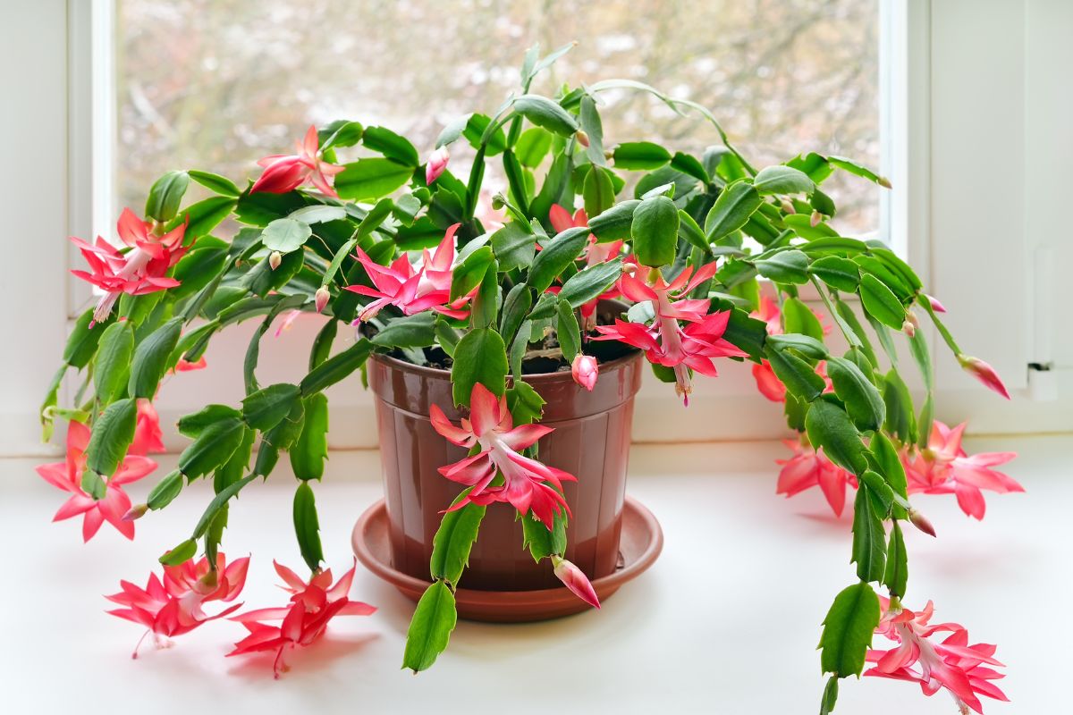 Fioritura cactus di natale