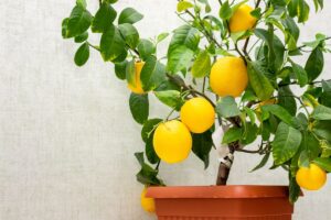 Piantare in vaso i semi di limone