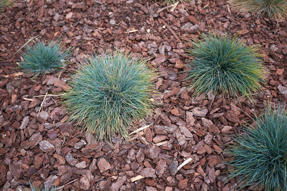 Festuca Glauca