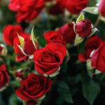 Perché le foglie delle rose sono rosse