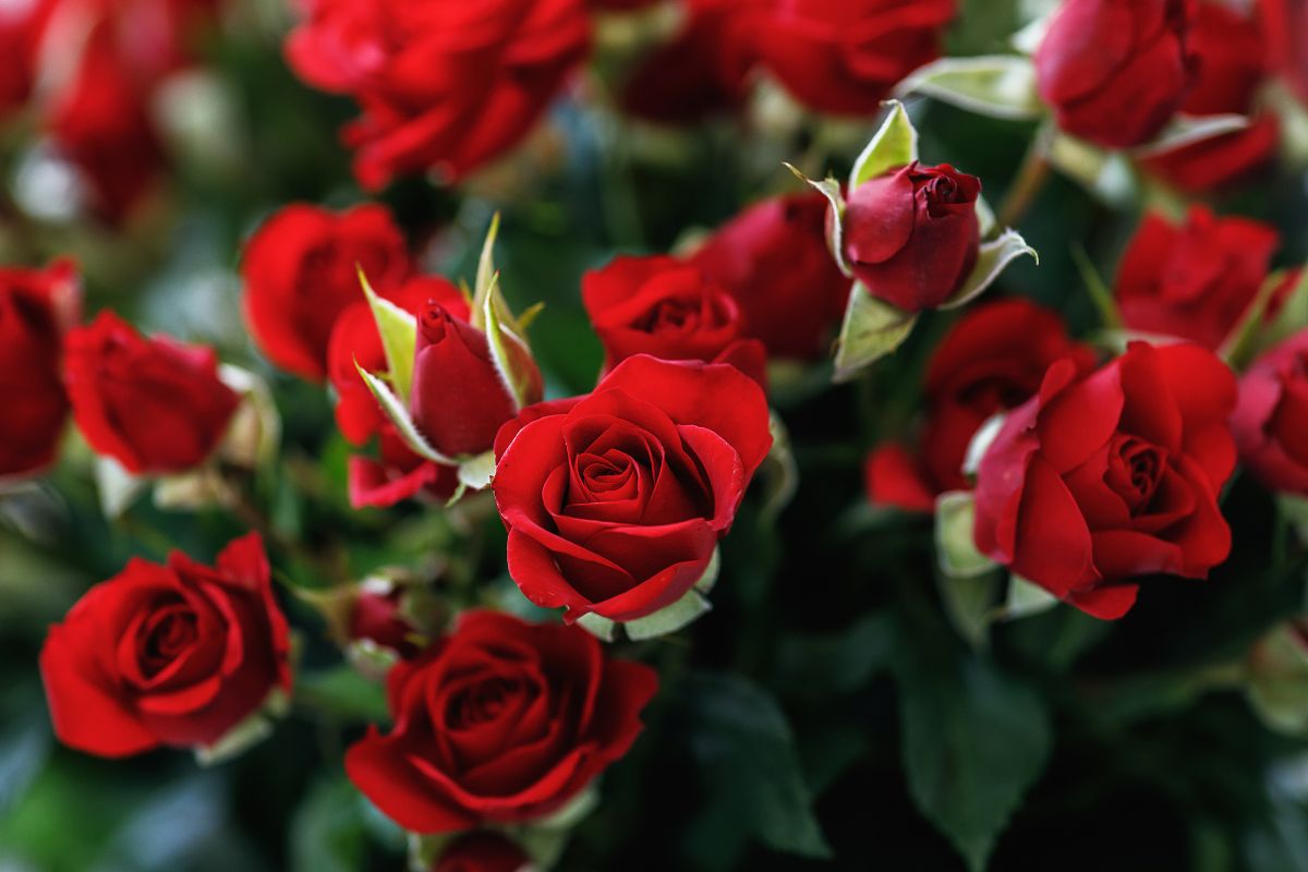 Perché le foglie delle rose sono rosse