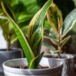 Propagare la Dracaena con le talee