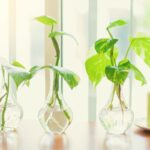 Pothos come moltiplicarlo con la talea in acqua