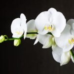 orchidea muffa cosa fare