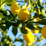 Come concimare il Limone a Novembre