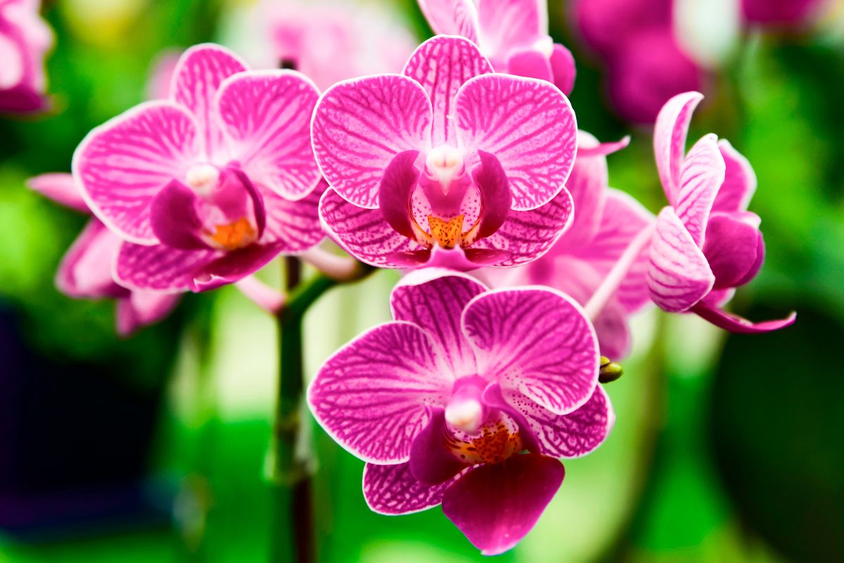 fertilizzante naturale Orchidee