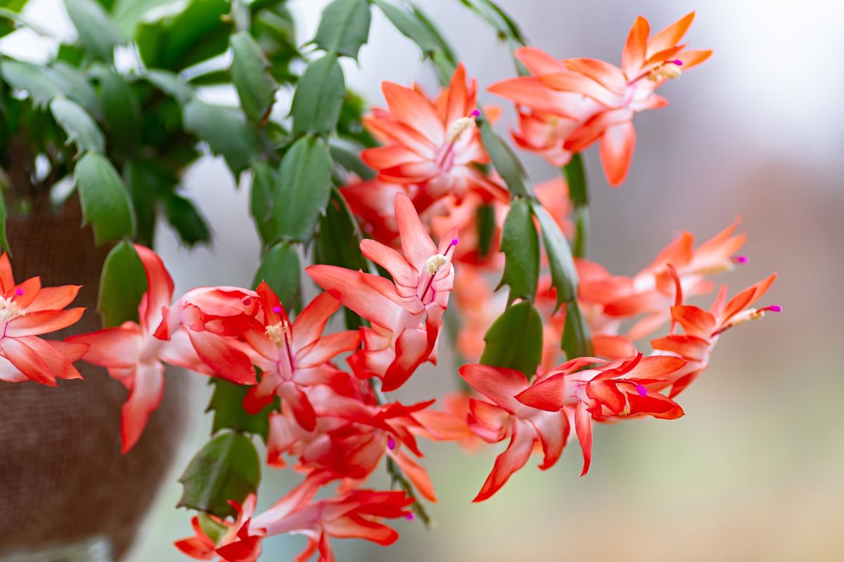 Cactus di Natale non fa fiori