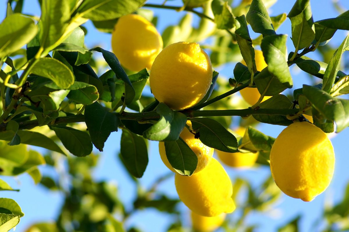 Pianta di limone perde foglie