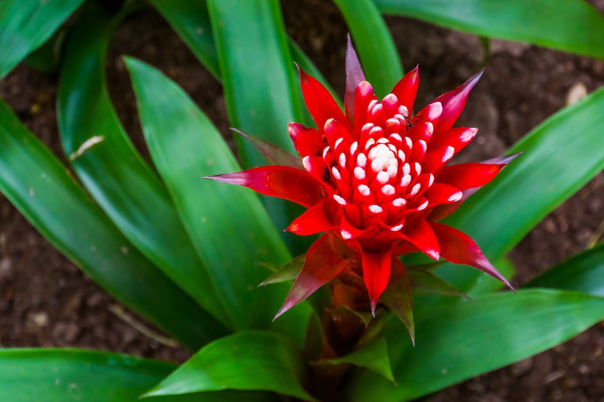 Piante tropicali Guzmania