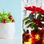 piante per decorare casa a Natale