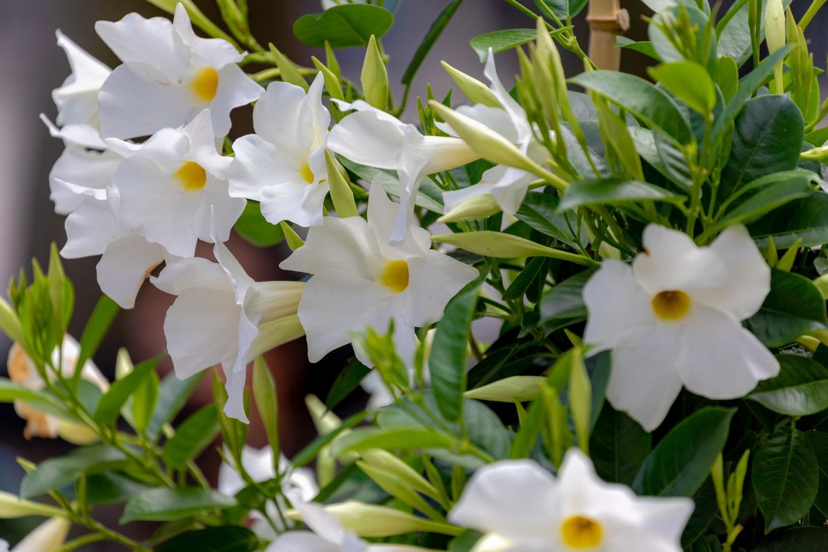 Come fare la potatura della Dipladenia