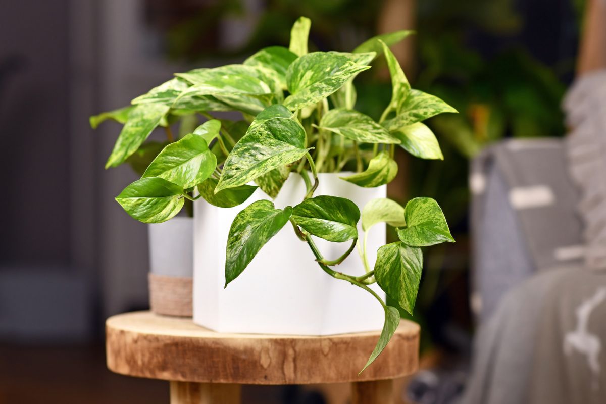 piante tropicali Pothos