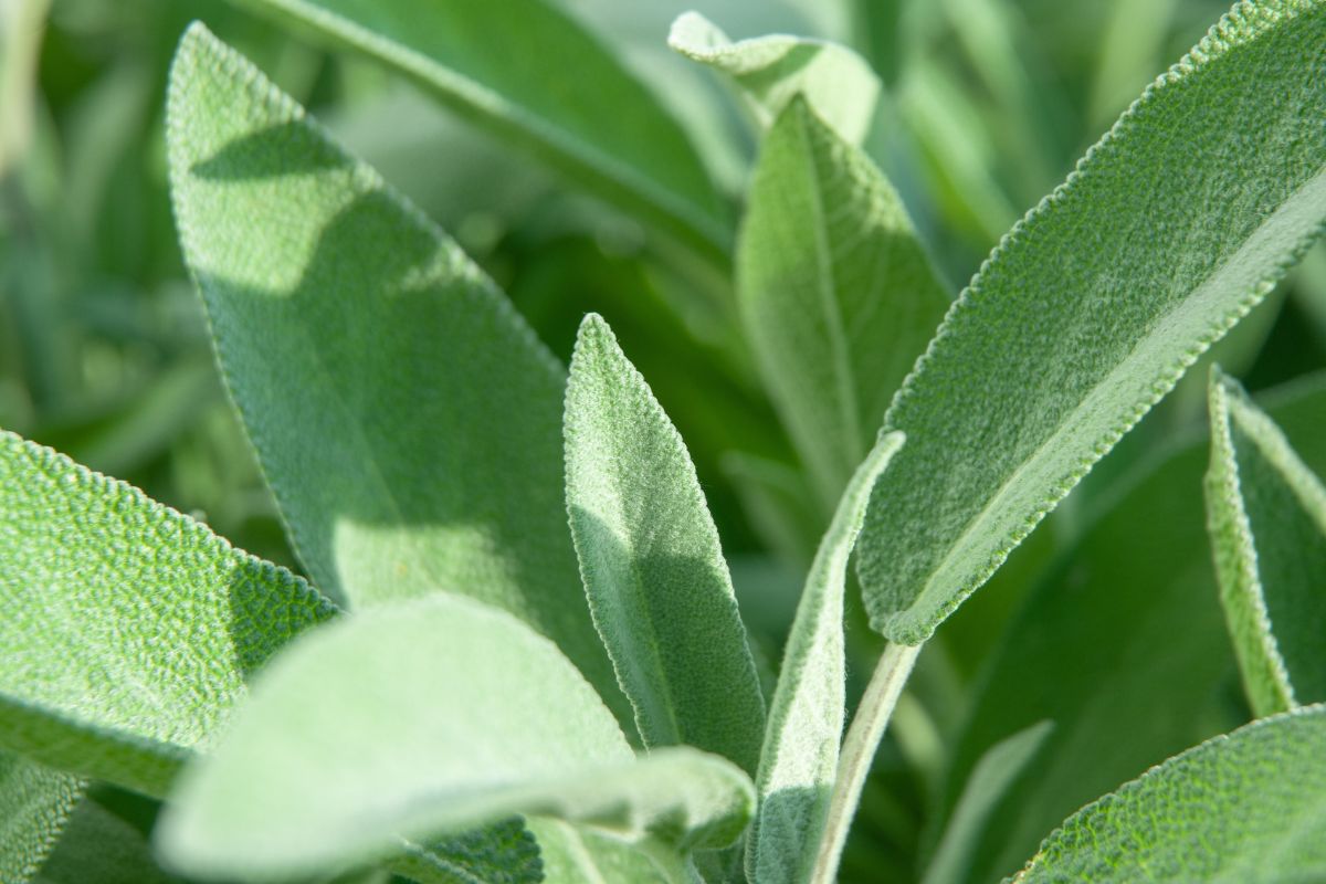 Salvia e piante aromatiche in inverno