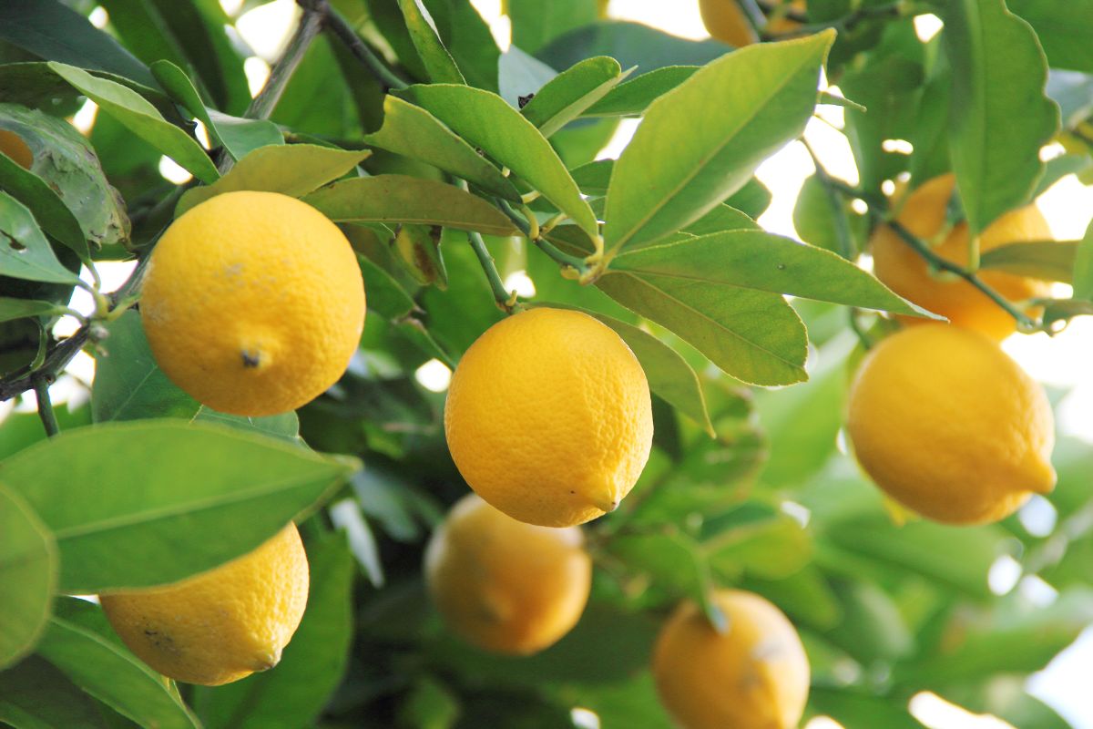 proteggere il limone in inverno