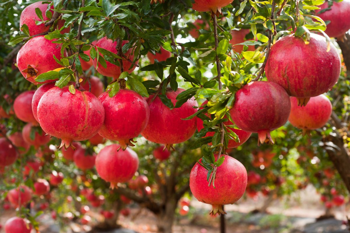 moltiplicare pianta di melograno