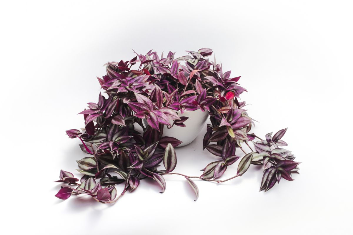 Tradescantia zebrina