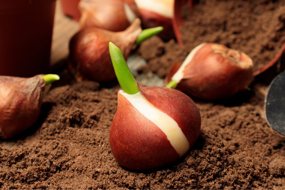 Come piantare i bulbi di Tulipano