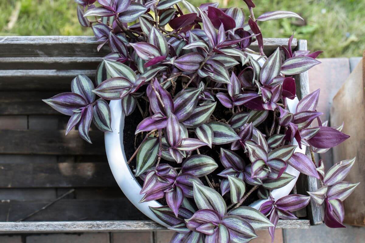 Tradescantia, erba miseria