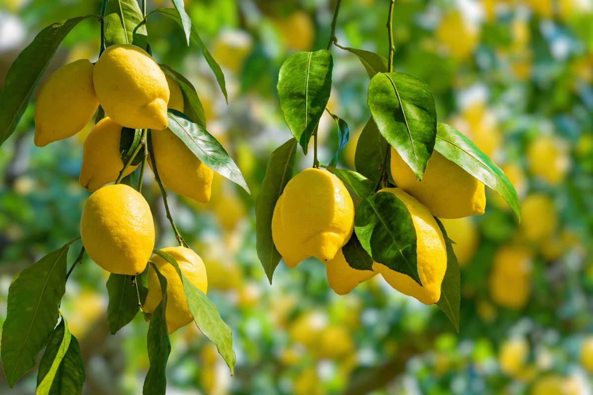 Perché le foglie del limone sono annerite