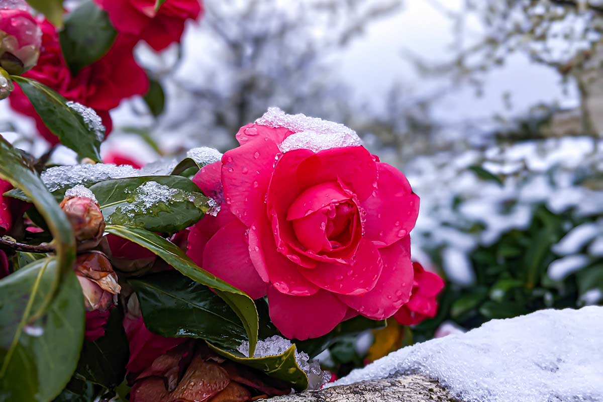 rose ghiacciate dal freddo durante l'inverno