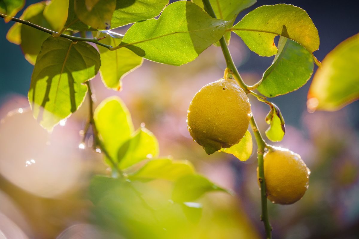 pianta di limone con foglie gialle