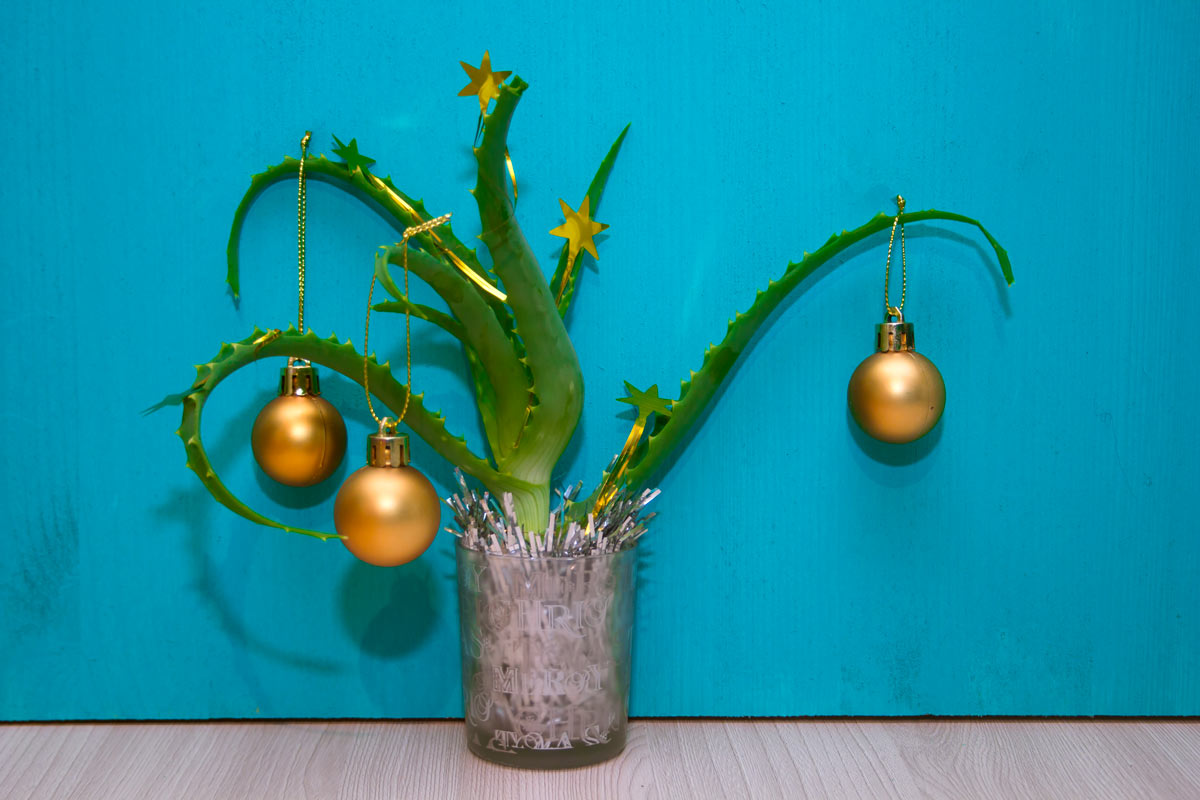 Aloe vera decorata per natale