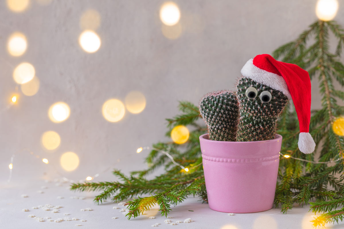 cactus in vaso con cappello di babbo natale