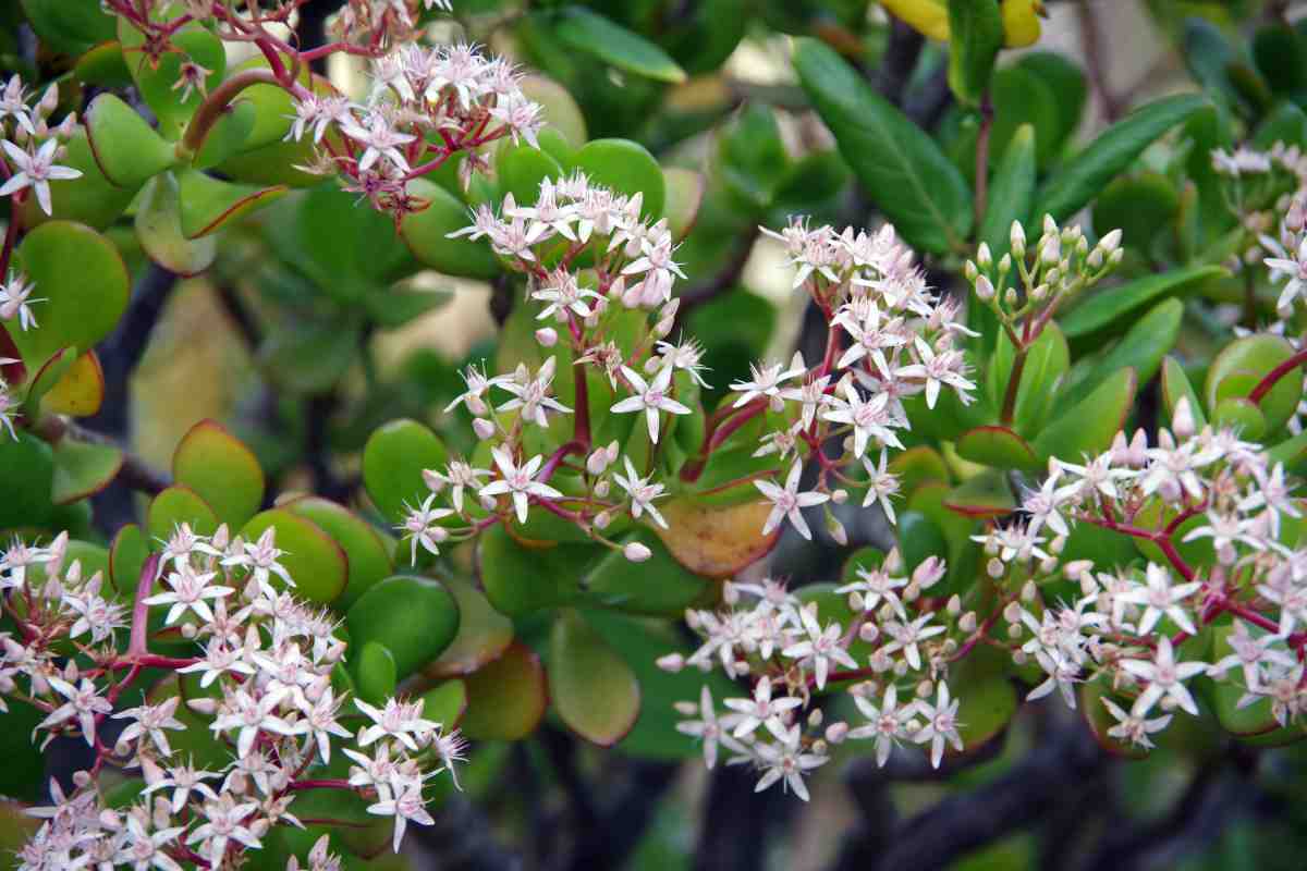 Albero di giada in fiore