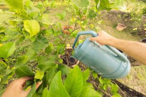 concime per limoni