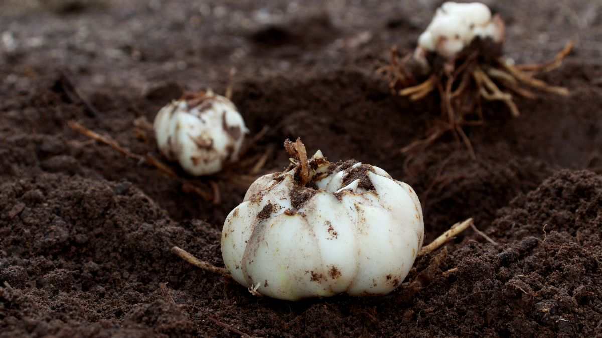 pianta questi bulbi per avere una fantastica fioritura estiva